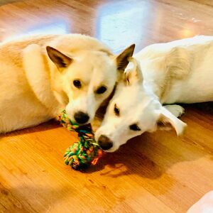 Fundraising Page: Darren Steen